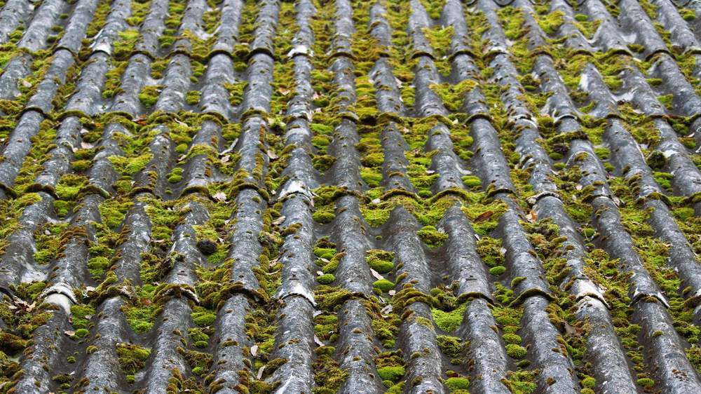 Toit en ardoise couvert de mousse et de lichen, avant démoussage